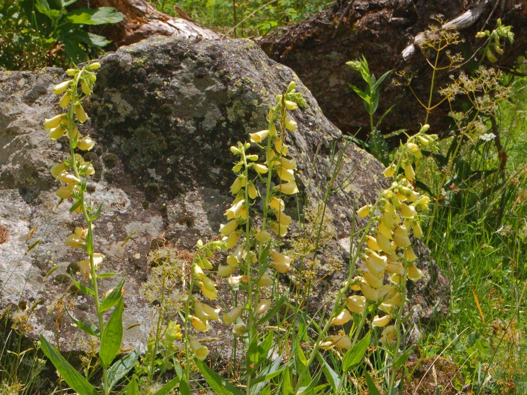 Digitalis grandiflora / Digitale gialla grande